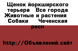 Щенок йоркширского терьера - Все города Животные и растения » Собаки   . Чеченская респ.